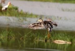 IMG_1578a